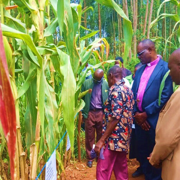 Farm school maize towering over Bishop Charles on the demo day in Kitale.